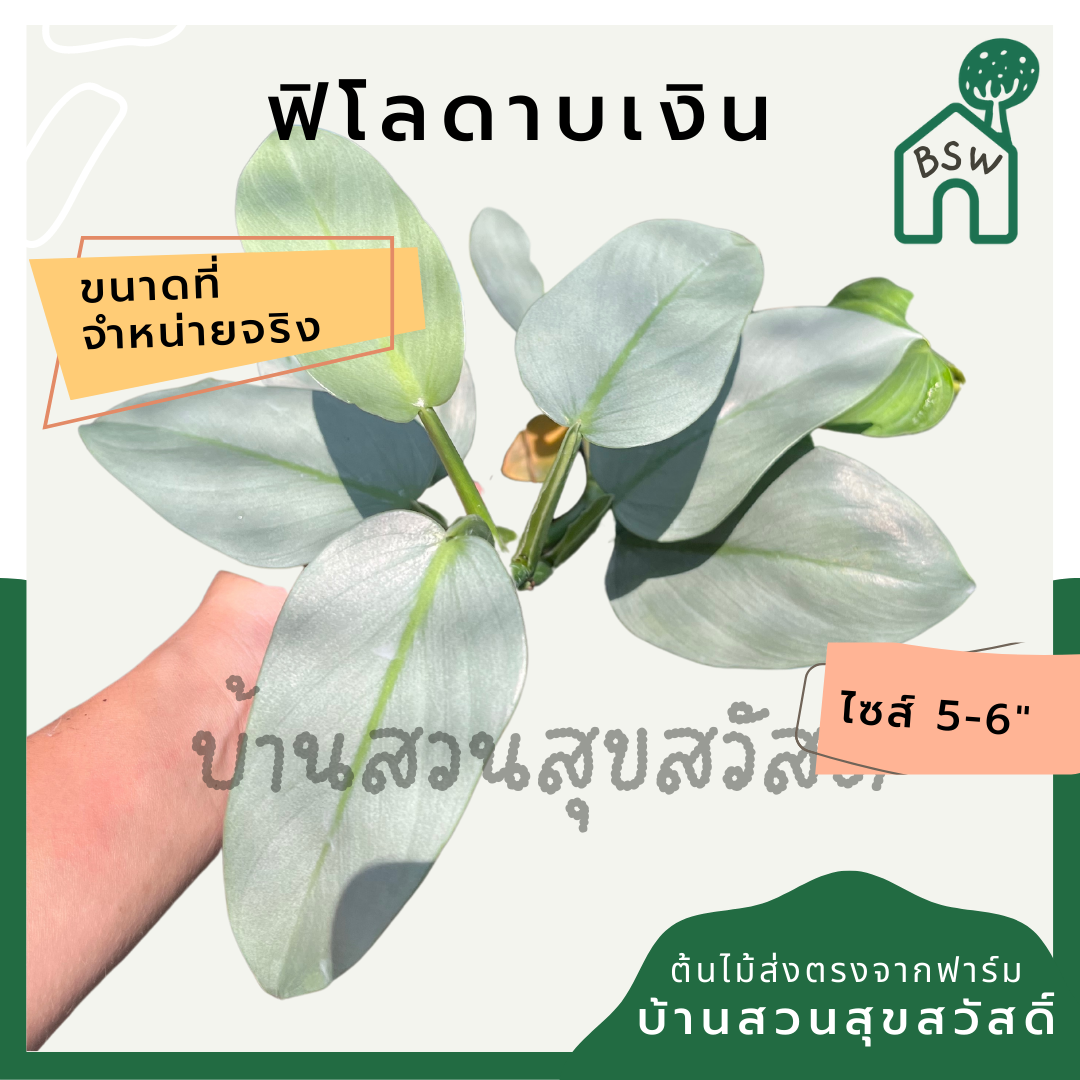 ฟิโลเดนดรอนดาบเงิน กระถาง 5-6 นิ้ว ฟิโลดาบเงิน ไม้แรร์ ใบสีเงินอมเขียวฟ้าสวย