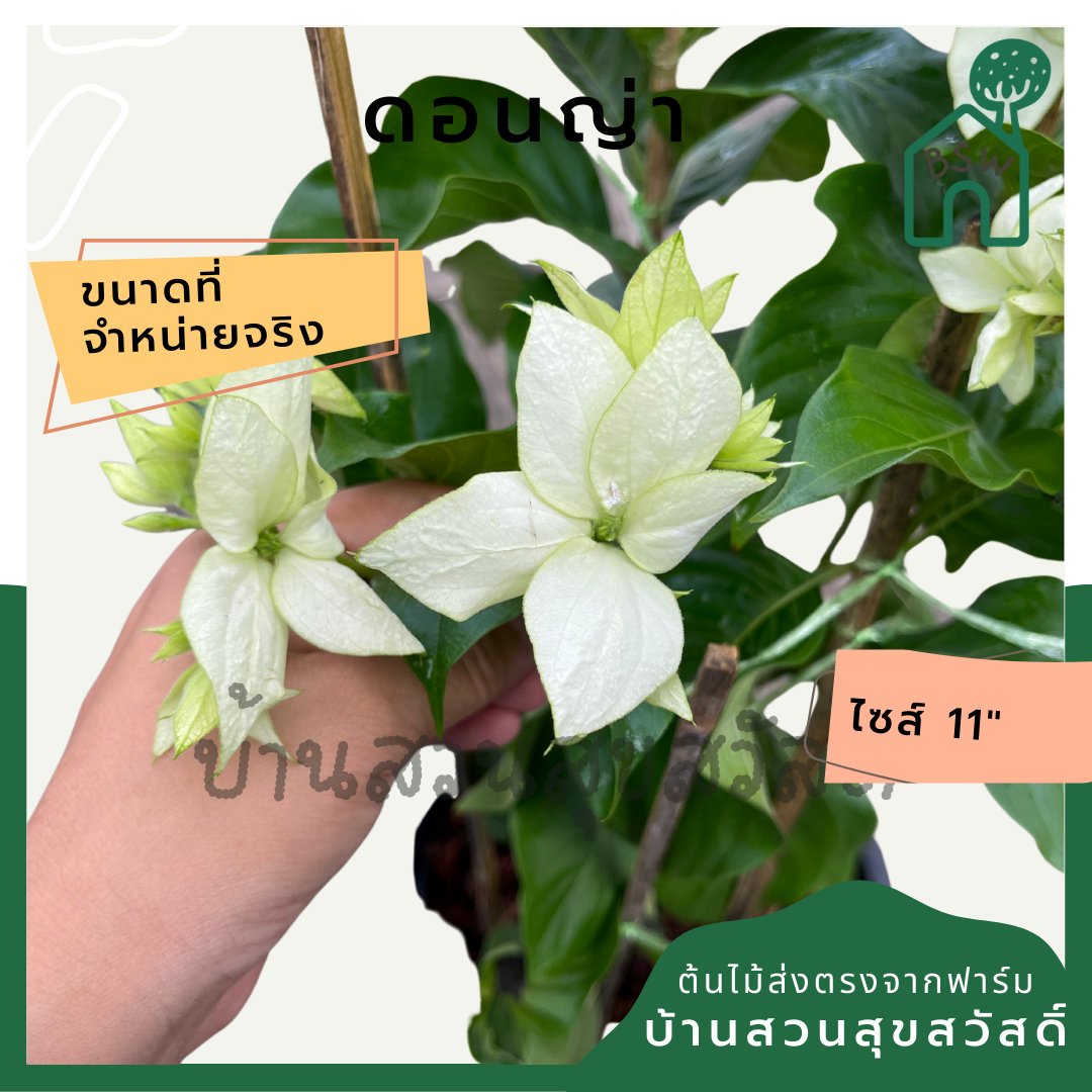 ดอนญ่า (Mussaenda Philippica) ไม้ดอกสวยในกระถาง 11 นิ้ว