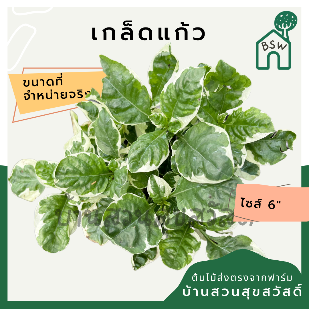 เกล็ดแก้ว (Polyscias Balfouriana 'Marginata') ไม้แดดจัดในกระถาง 5-6 นิ้ว