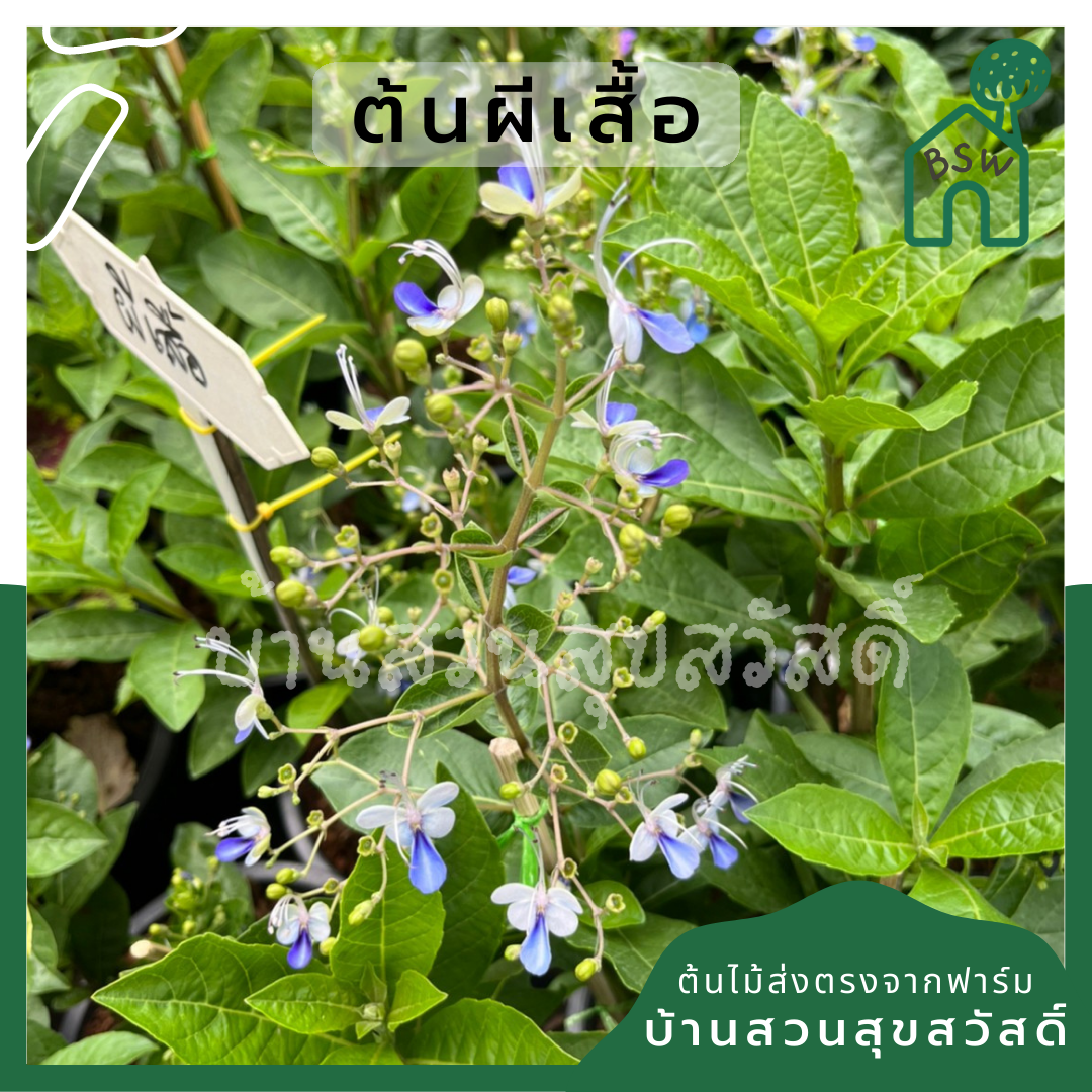 ต้นผีเสื้อ กระถาง 11 นิ้ว ไม้แดด ต้นใหญ่สวยมาก ออกดอกตลอดปี