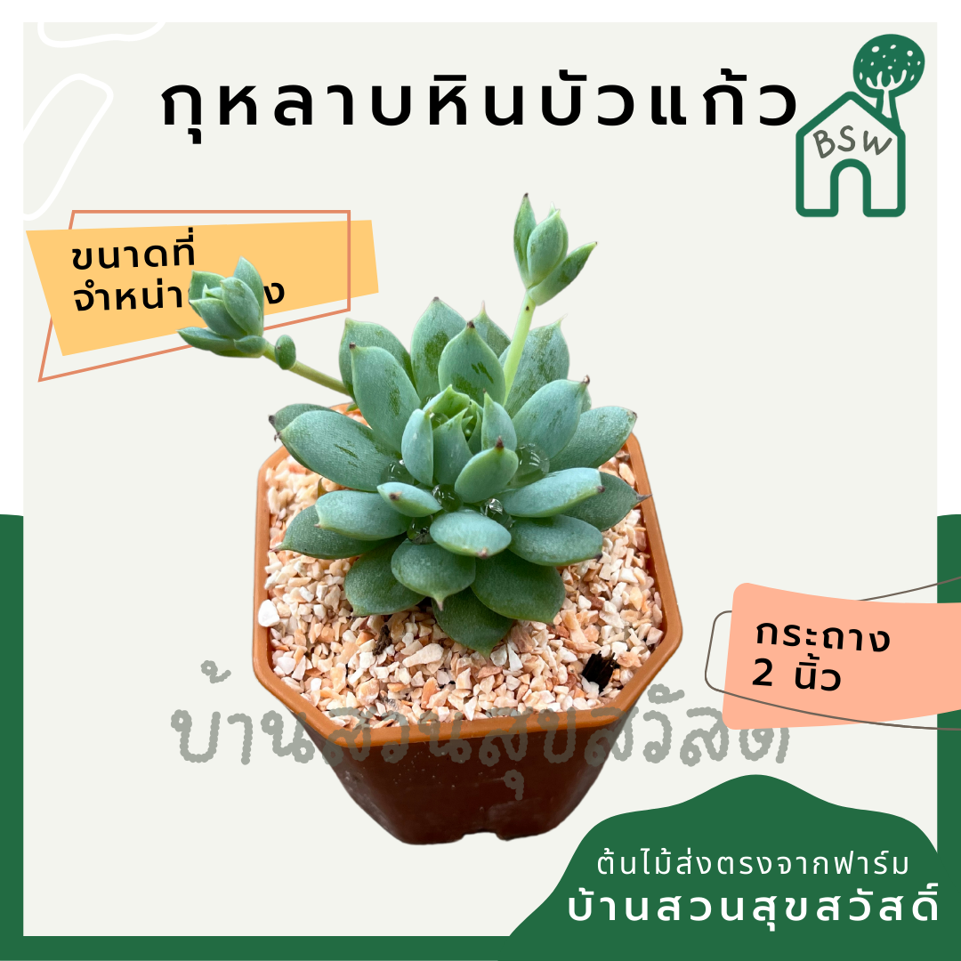 กุหลาบหินบัวแก้ว (Echeveria 'Lotus') แคคตัสในกระถางพร้อมตั้ง