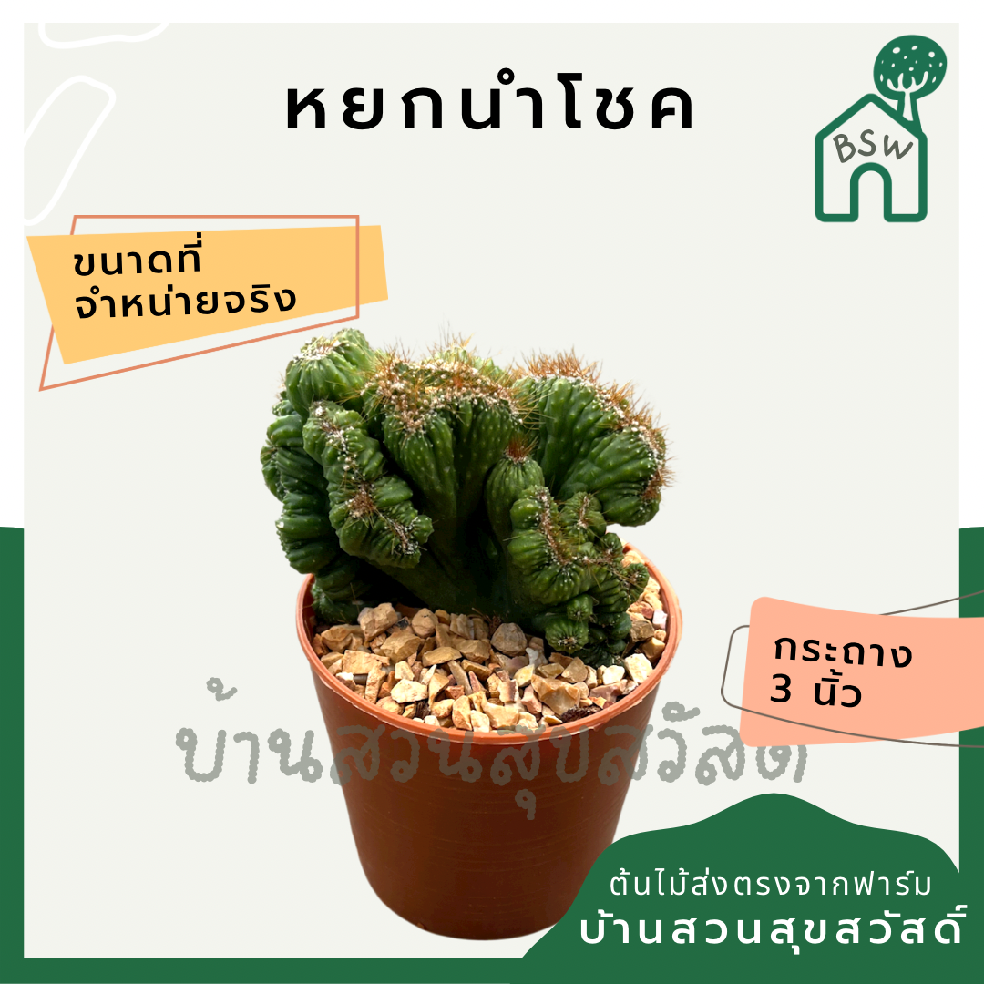 แคคตัสหยกนำโชค (Portulacaria Afra) กระบองเพชรในกระถางพร้อมตั้ง