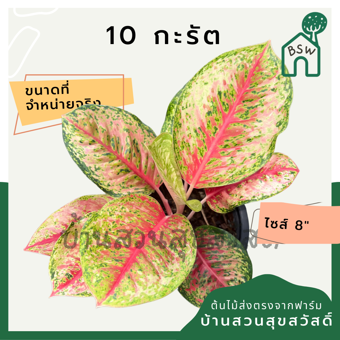 10 กะรัต กระถาง 8 นิ้ว อโกลนีมา ด่างแบบโดดเด่น aglaonema ไม้แรร์