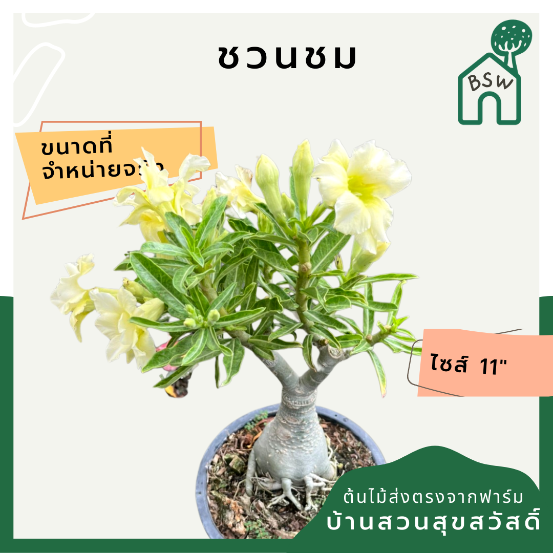 ต้นชวนชม ขนาด 11 นิ้ว ไม้โขดสวย ทนแดดจัดได้ดีมาก ไม่ต้องรดน้ำเยอะ ชอบแล้งๆ