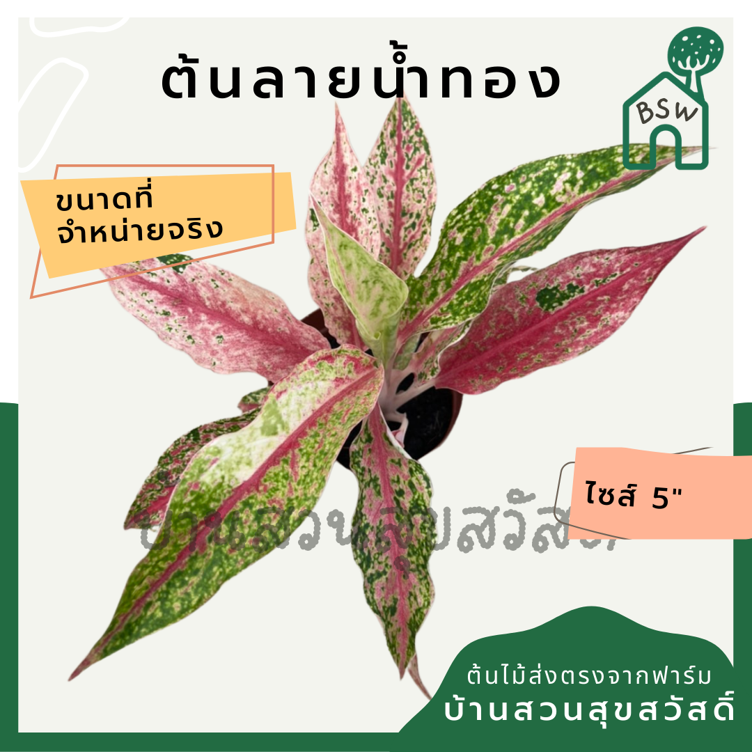 ลายน้ำทอง (Aglaonema) ไม้มงคลในกระถางพร้อมตั้ง