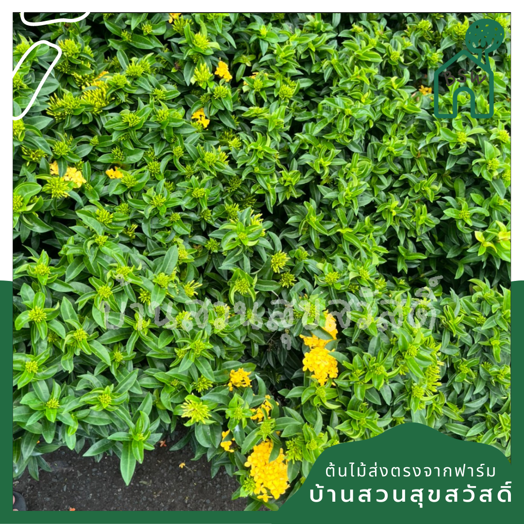 ต้นเข็ม ชัชวาลย์ กระถางใหญ่ พุ่มสูง ดอกมี 2 สี เข็มใบเรียวๆ