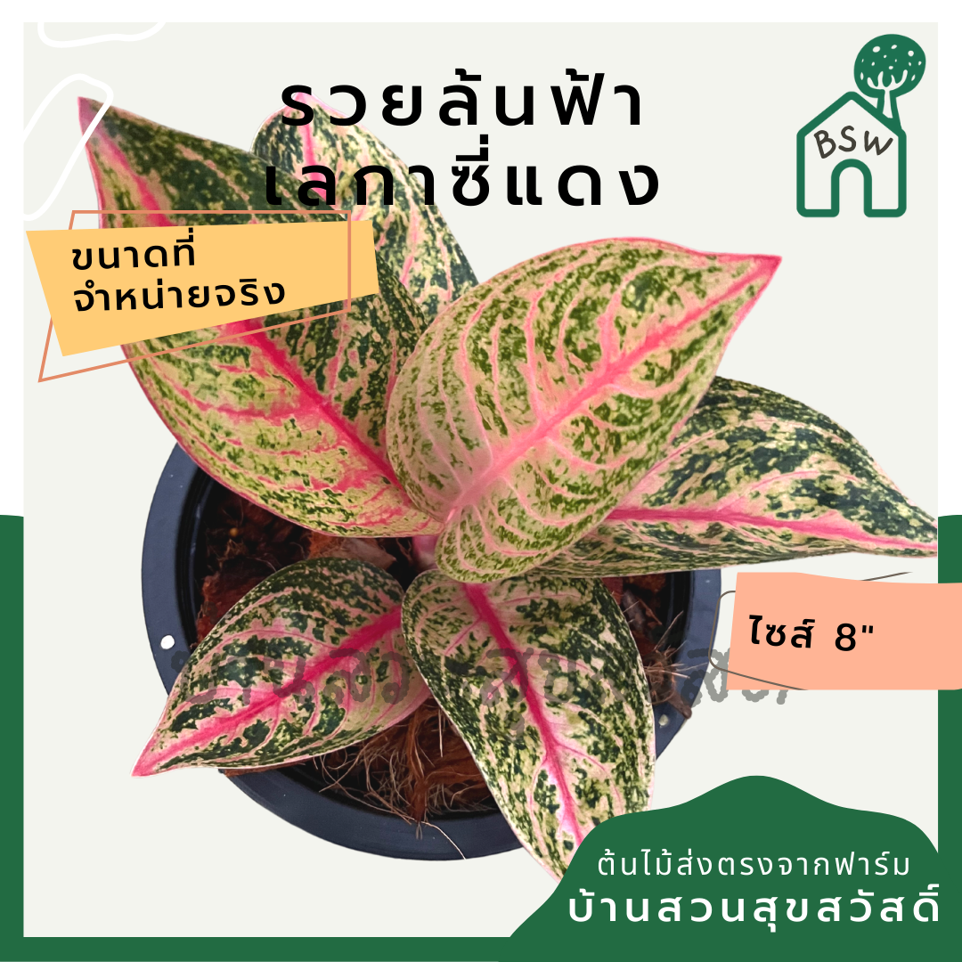 อโกลนีม่า เลกาซี่แดง | Aglaonema Red Legacy | ไม้ประดับใบสีแดง ไม้มงคล กระถาง 8 นิ้ว
