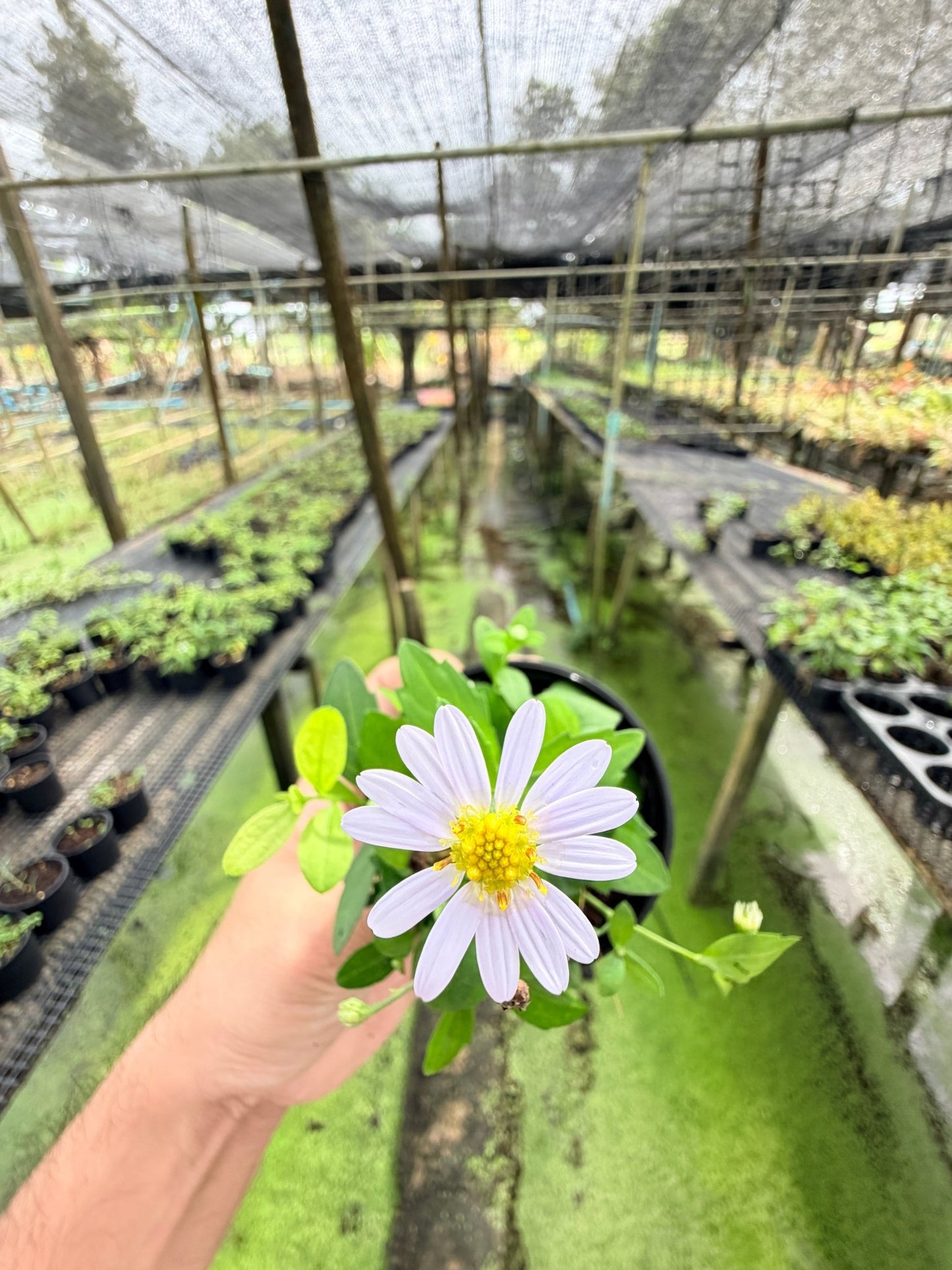 มากาเล็ต กระถาง 3 นิ้ว – Marguerite Daisy - Pamathegardener