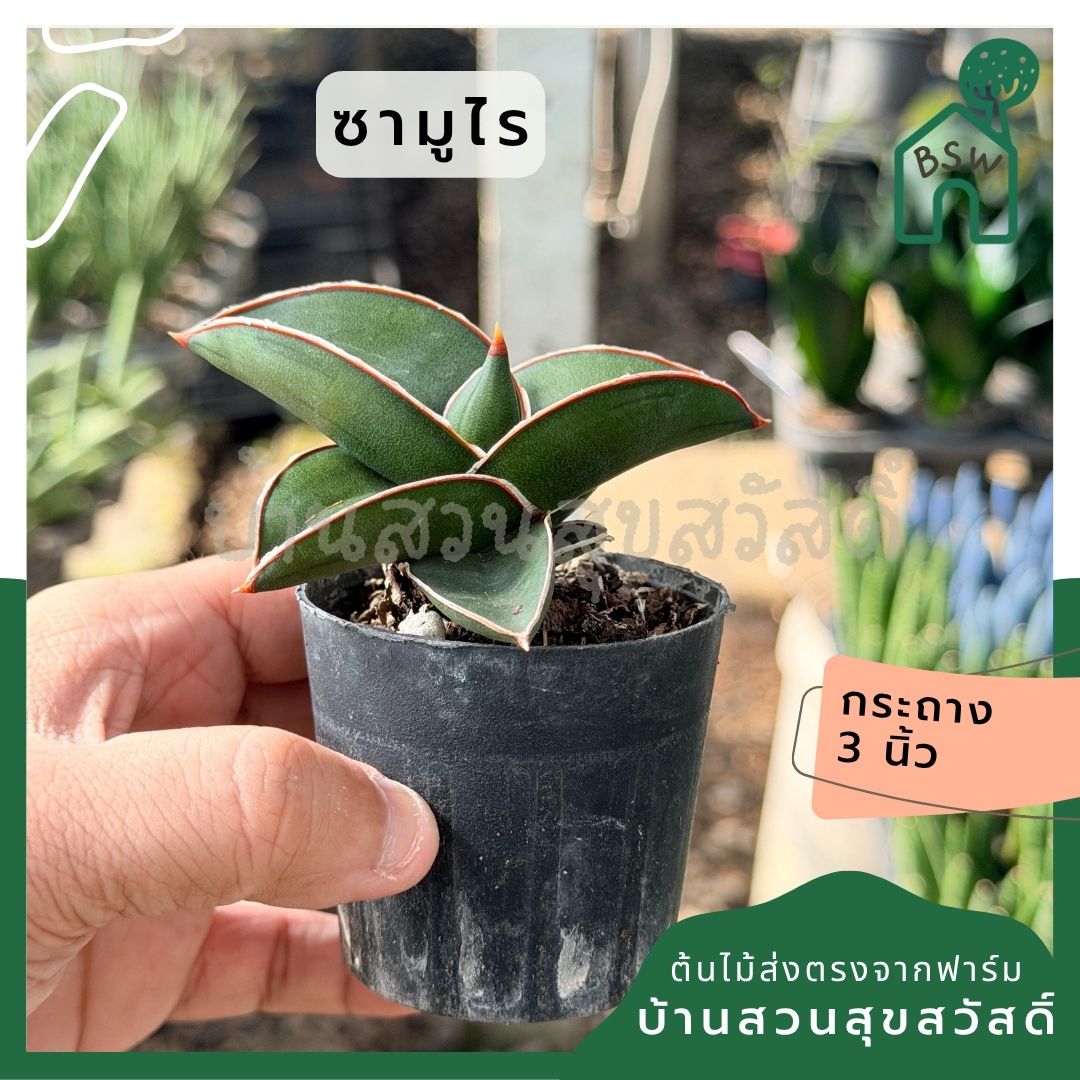 ซามูไร พร้อมกระถาง 3 นิ้ว - Pamathegardener