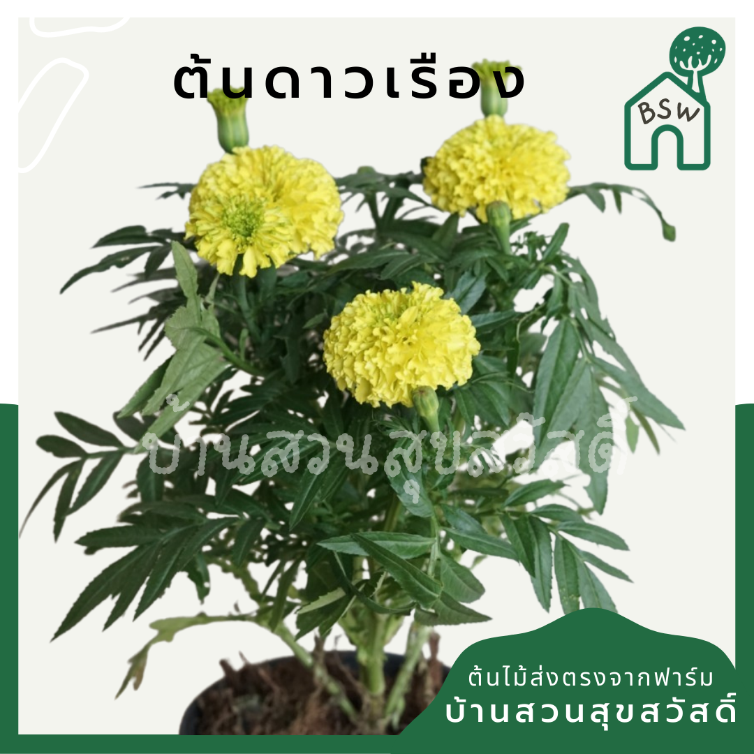 ดาวเรือง (Tagetes Erecta) ไม้ดอกมงคลในกระถาง 5 นิ้ว