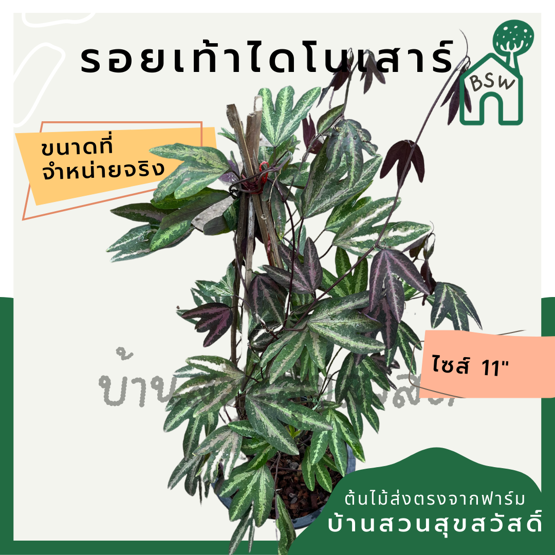 รอยเท้าไดโนเสาร์ (Colocasia Esculenta) ไม้ใบใหญ่ในกระถาง 11 นิ้ว