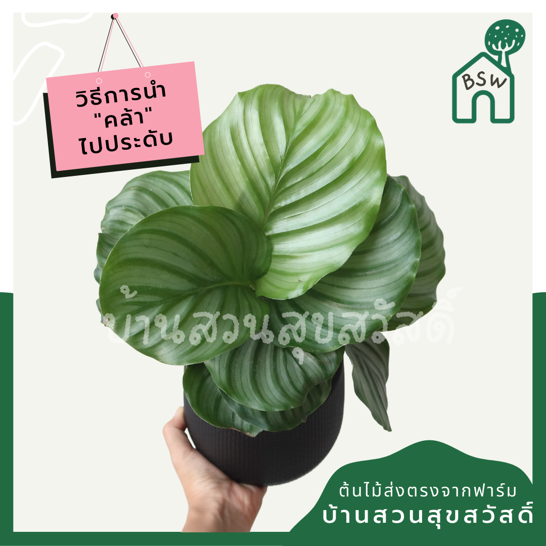 คล้าใบตอง (Calathea) ไม้ใบสวยในกระถางพร้อมตั้ง