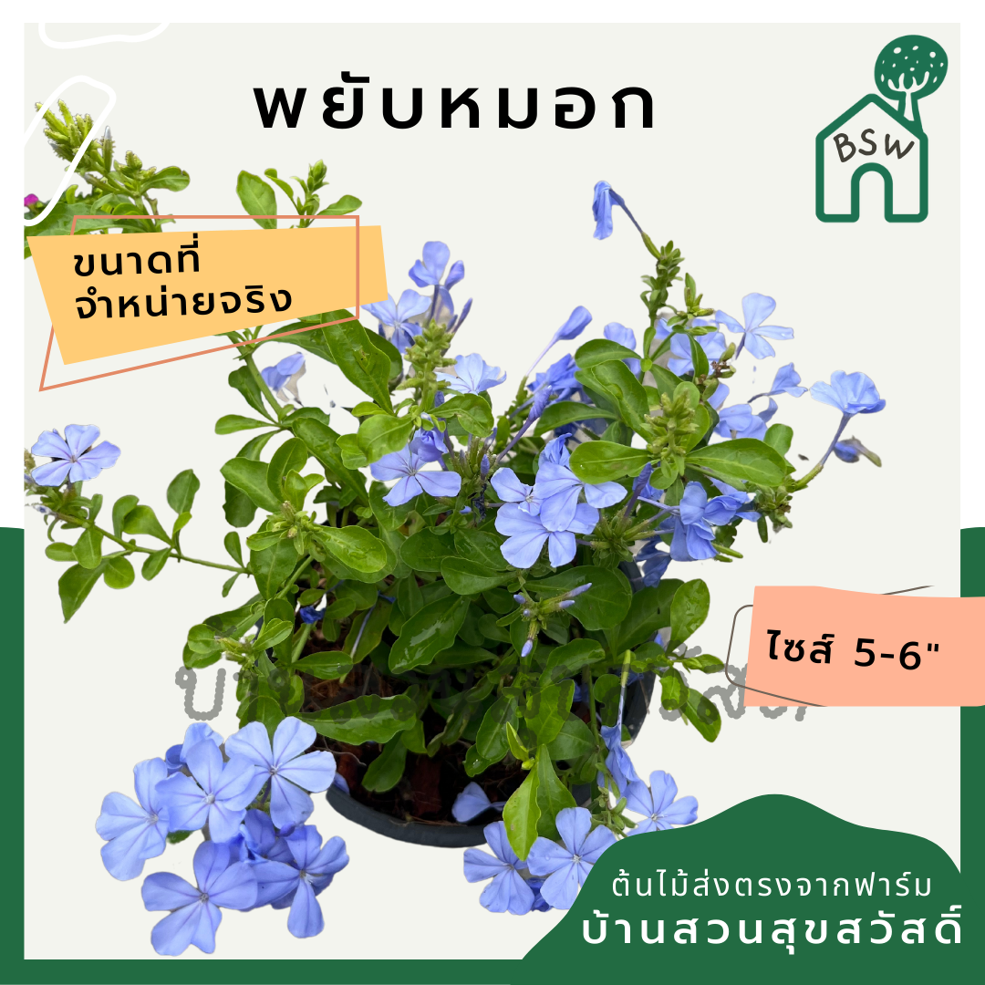 พยับหมอก (Plumbago Auriculata) ไม้ดอกสีฟ้าสวยในกระถาง 5-6 นิ้ว