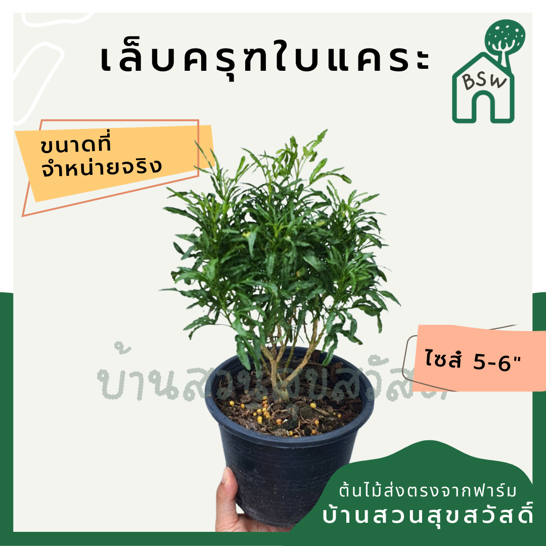 เล็บครุฑใบแคระ (Polyscias Balfouriana) ไม้ใบสวยในกระถางพร้อมตั้ง