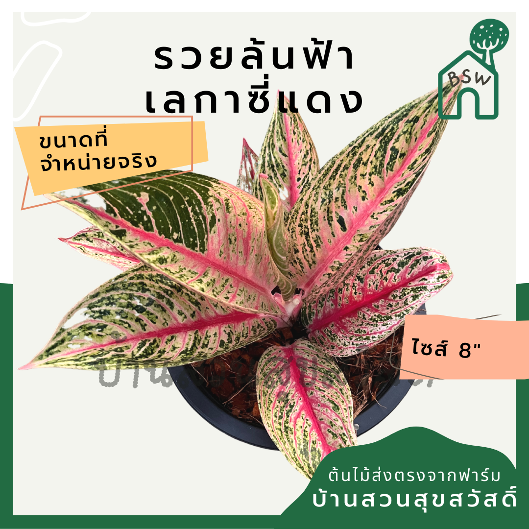 อโกลนีม่า เลกาซี่แดง | Aglaonema Red Legacy | ไม้ประดับใบสีแดง ไม้มงคล กระถาง 8 นิ้ว