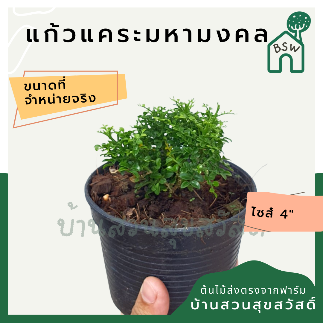แก้วแคระมหามงคล (Murraya Paniculata) ไม้ดอกหอมในกระถาง 4 นิ้ว