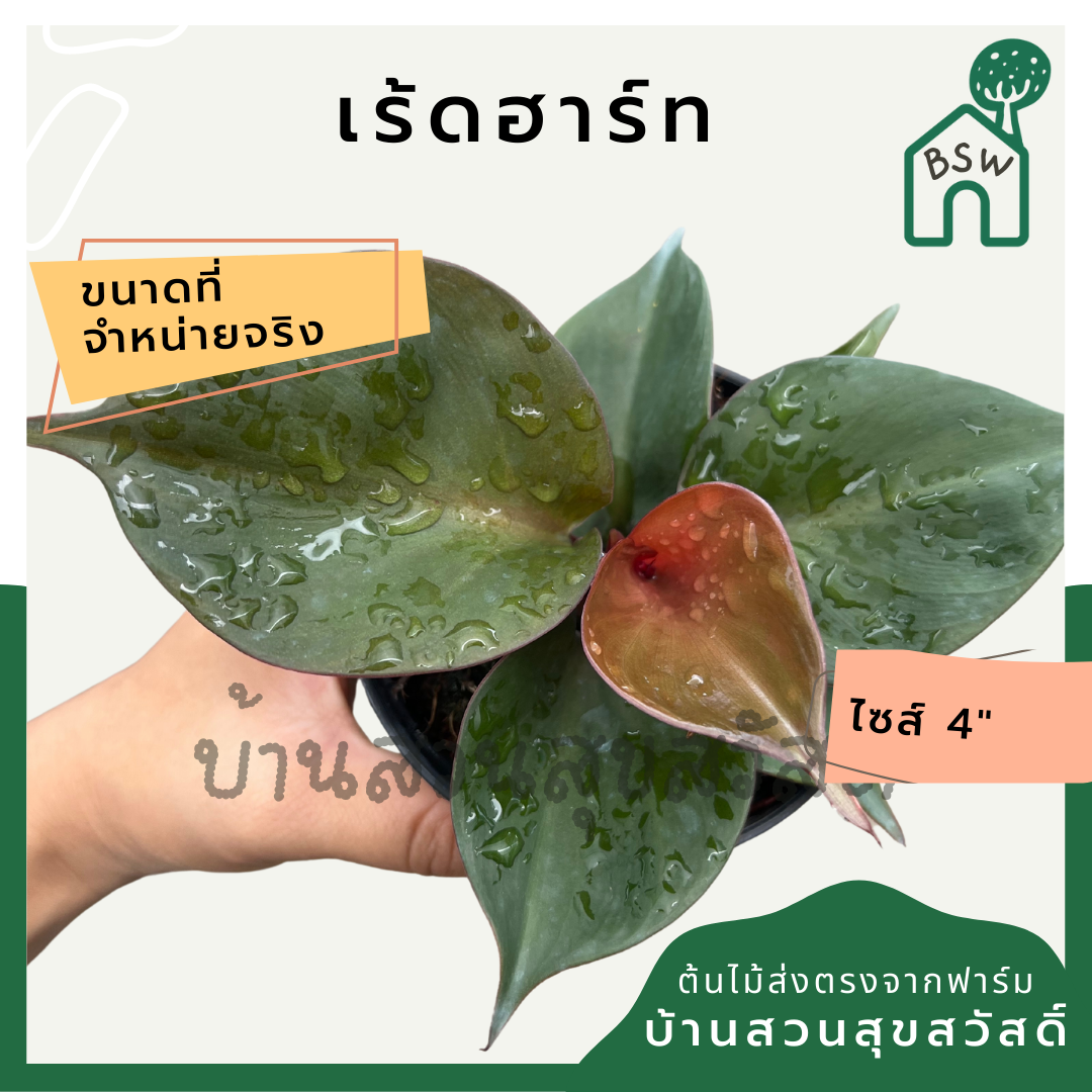 ฟิโลเรดฮาร์ท (Philodendron Red Heart) ไม้ใบรูปหัวใจในกระถาง 4 นิ้ว