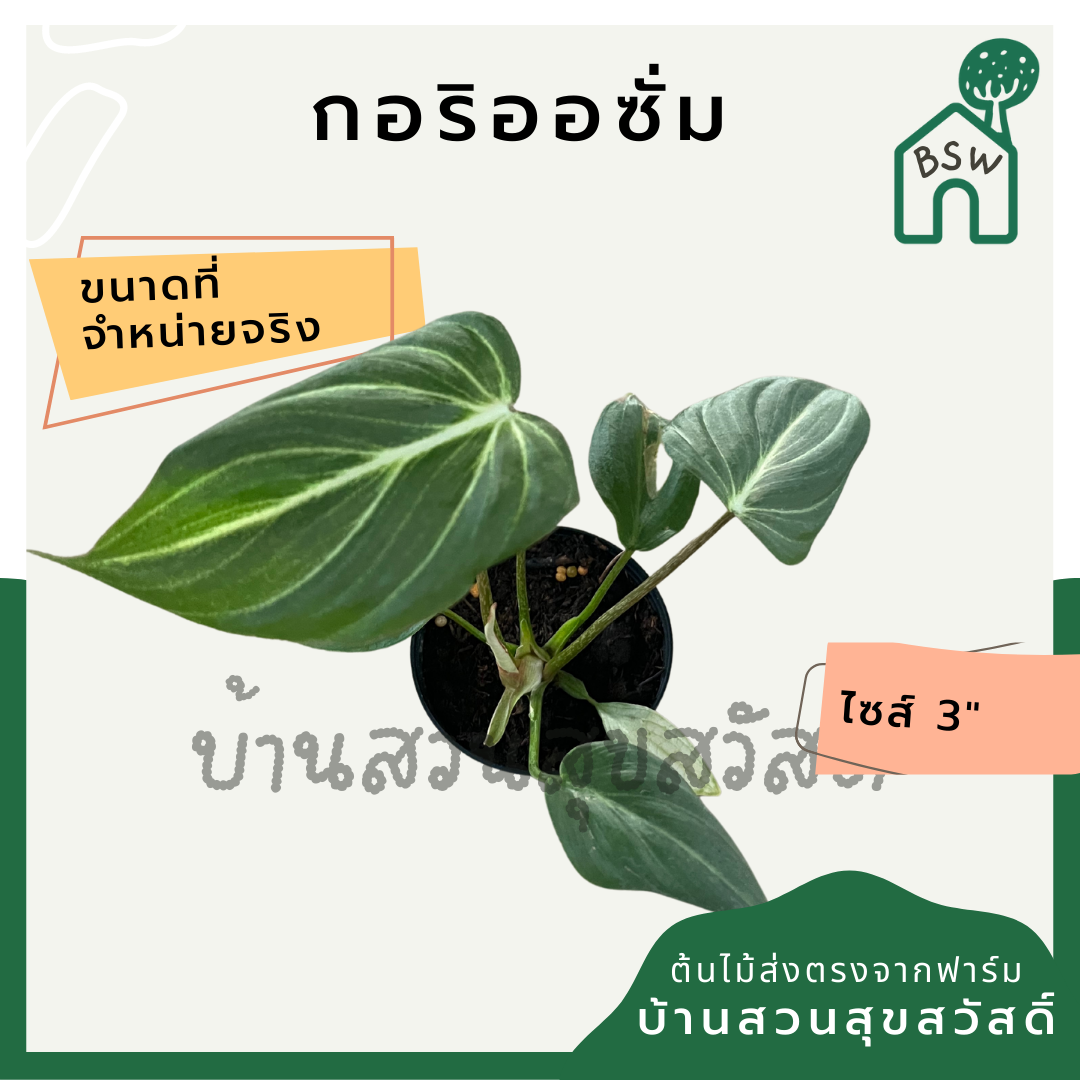 กลอริโอซัม (Philodendron Gloriosum) ไม้ใบกำมะหยี่ในกระถาง 3 นิ้ว