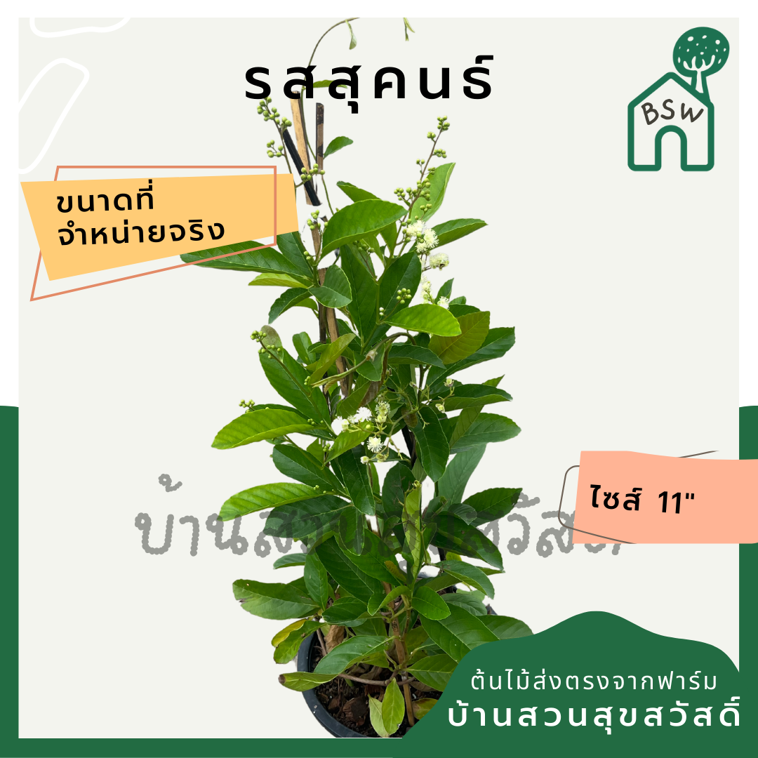 รสสุคนธ์ กระถาง 11 นิ้ว ต้นรสสุคนธ์ เป็นไม้แดด ออกดอกเก่ง