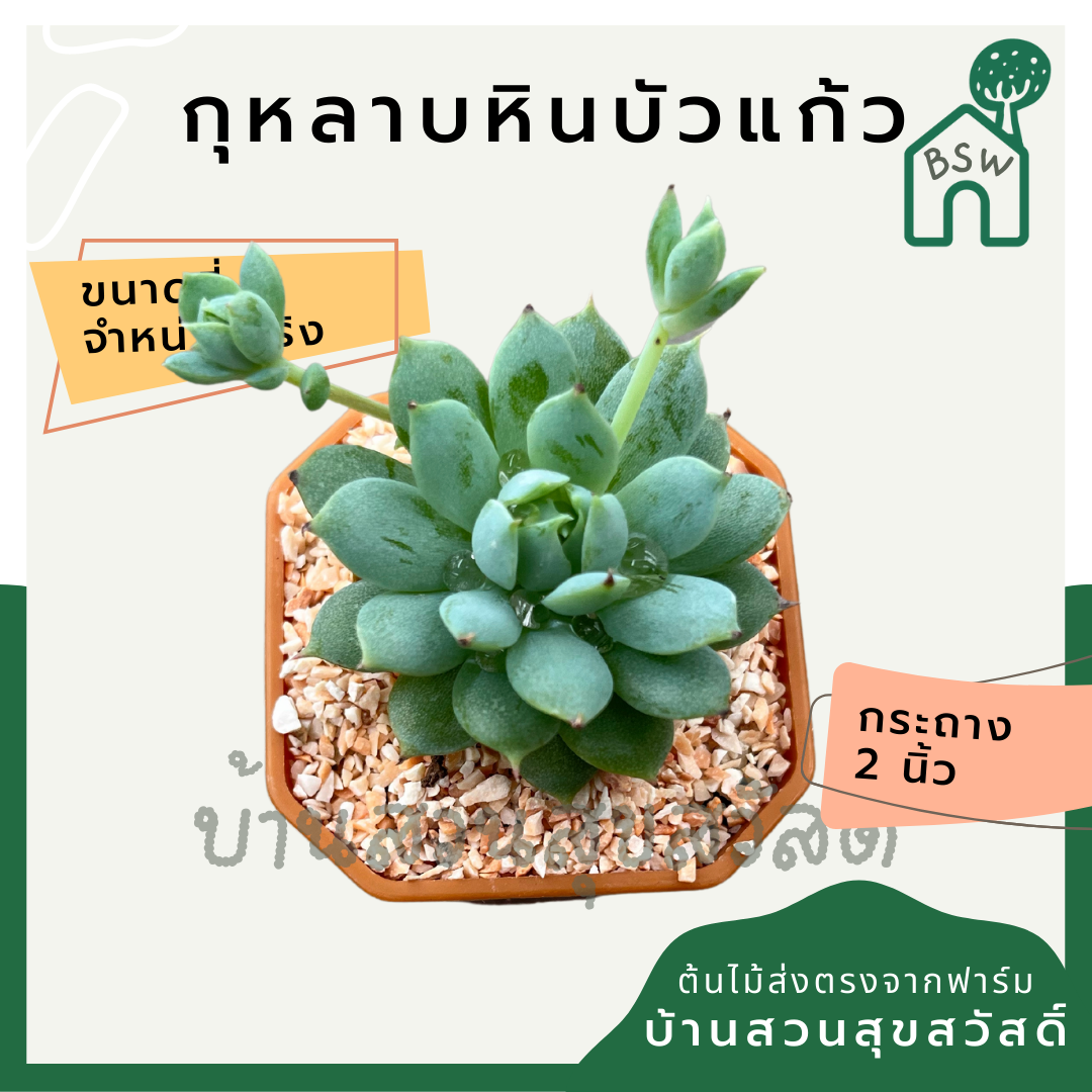 กุหลาบหินบัวแก้ว (Echeveria 'Lotus') แคคตัสในกระถางพร้อมตั้ง