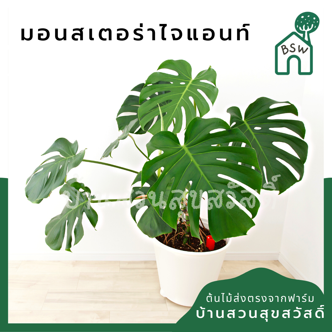 มอนสเตอร่า (Monstera Deliciosa) ไม้ฟอกอากาศยอดนิยมในกระถาง