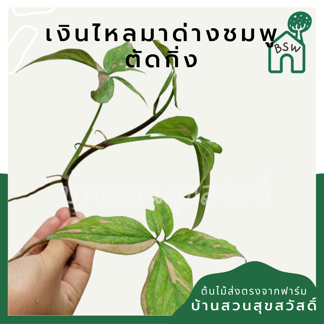 พลูด่าง (Epipremnum Aureum) ไม้ตัดกิ่งราคาย่อมเยา