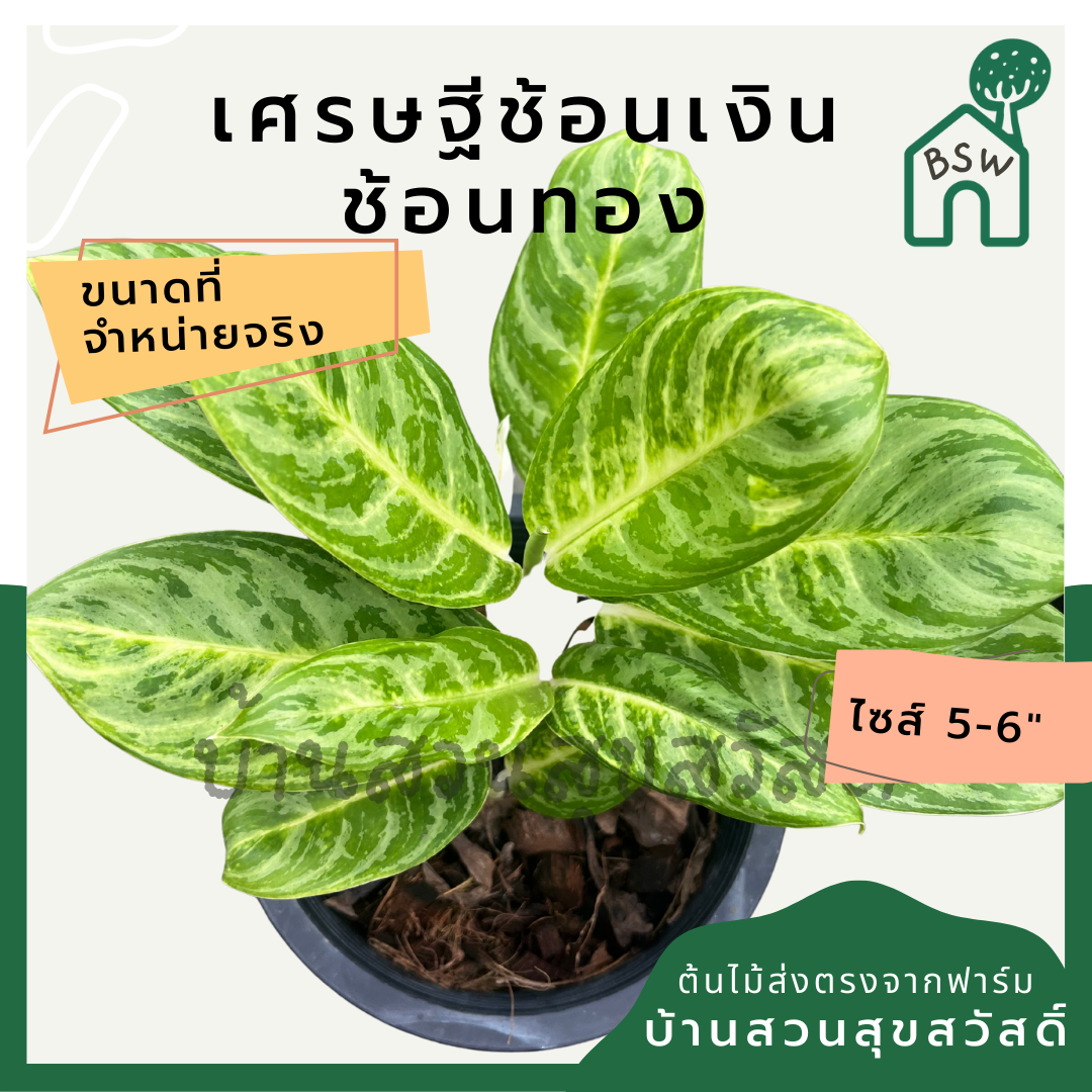 เศรษฐีช้อนเงินช้อนทอง กระถาง 5-6 นิ้ว อโกลนีมา ด่างแบบโดดเด่น aglaonema ไม้แรร์