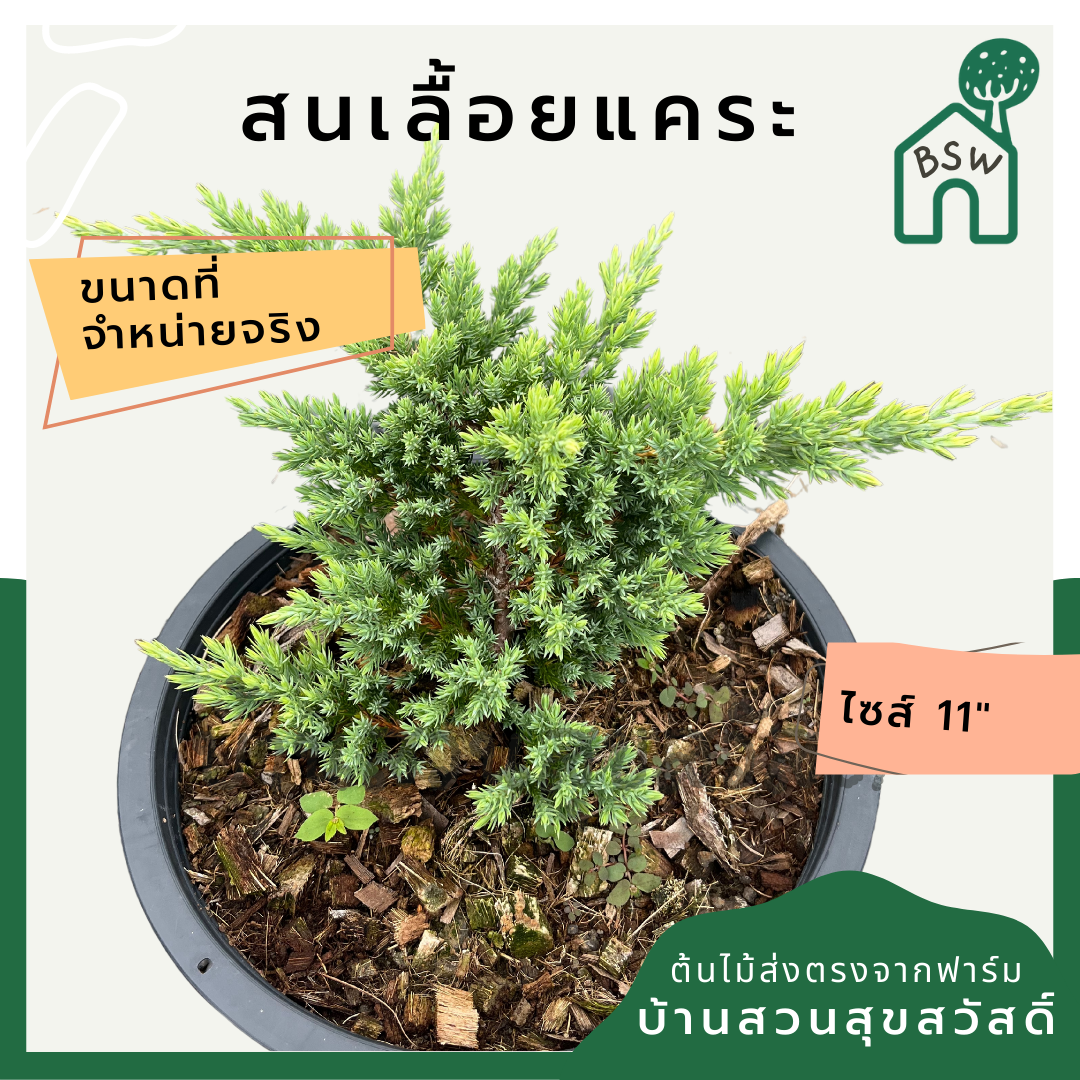 สนเลื้อย กระถาง 11 นิ้ว ต้นสนเลื้อย เป็นไม้แดด บอนไซ ไม้แต่งสวนสไตล์อังกฤษ