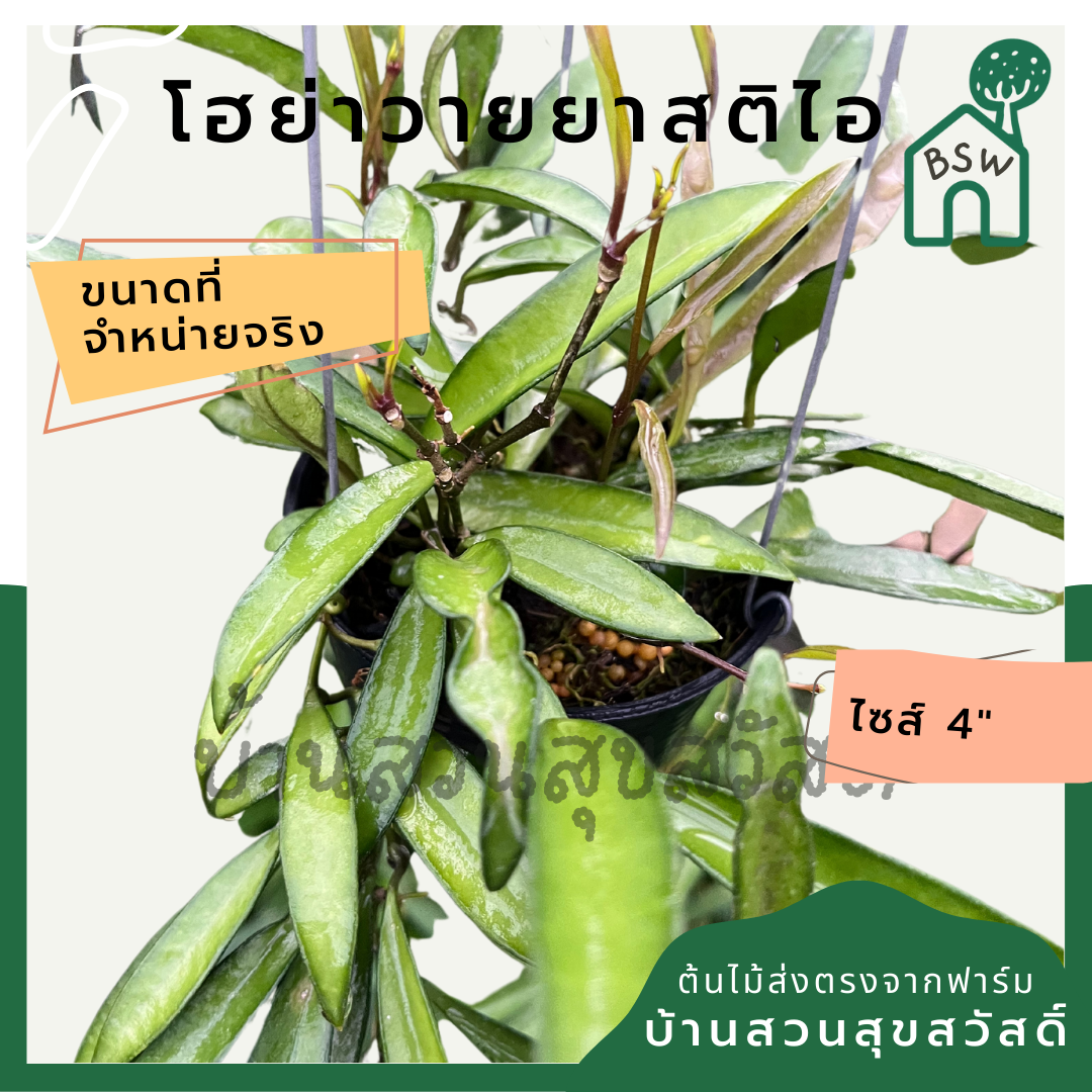 โฮย่าวายยาสติไอ (Hoya Wayetii) ไม้แขวนในกระถาง 4 นิ้ว
