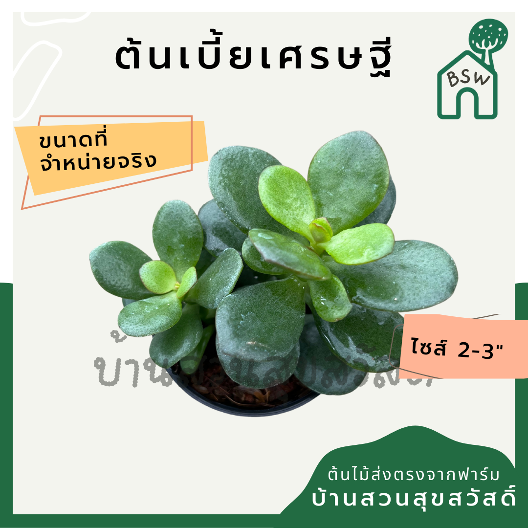 ต้นเบี้ยเศรษฐี กระถาง 2 นิ้ว ฟอร์มต้นไม้มงคล มาในกระถางพร้อมตั้ง