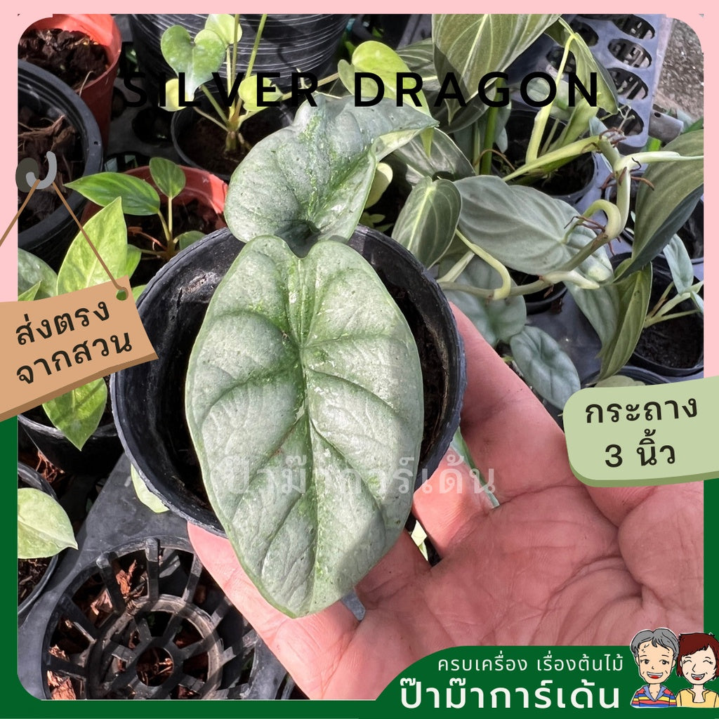 Alocasia variegated Alocasia Silver Dragon Black Velvet Dragon Scale ต้นอโลคาเซียด่าง