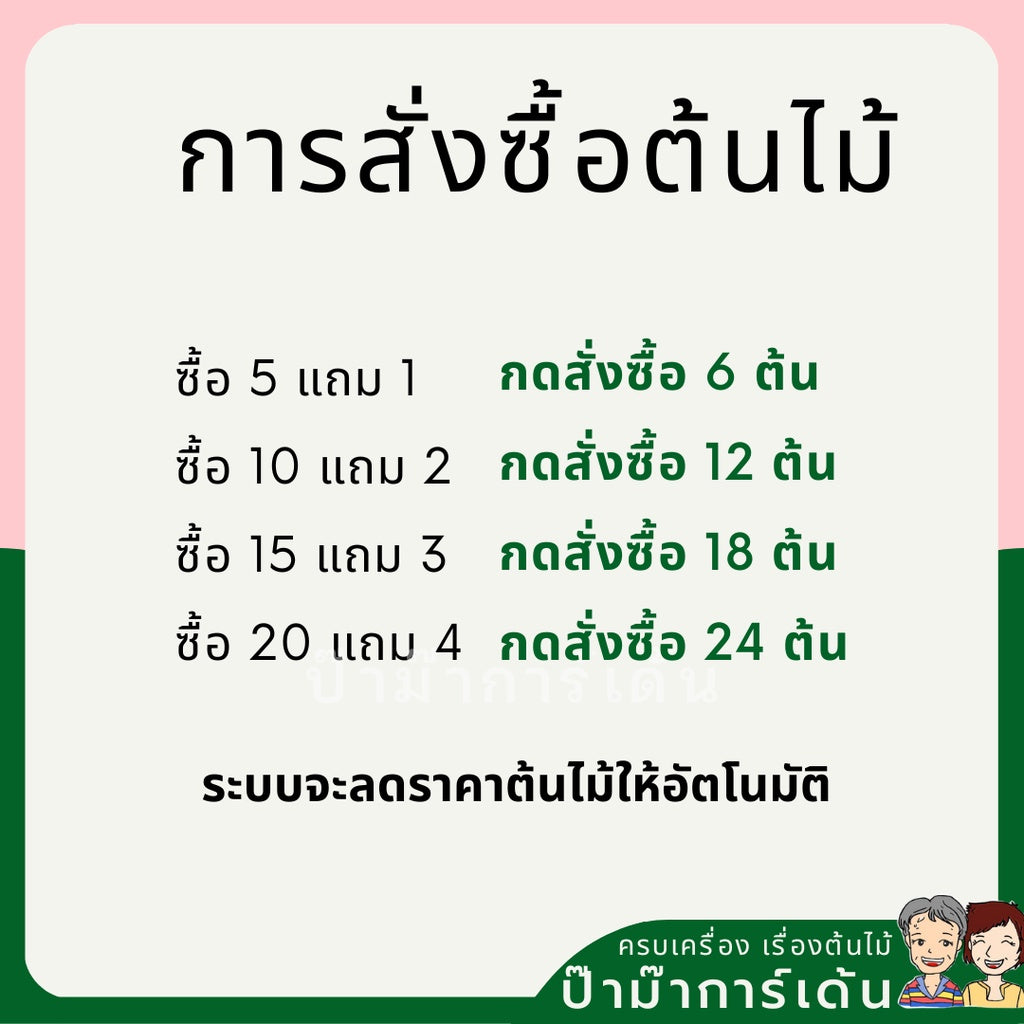 ต้นไม้มงคล ไม้ฟอกอากาศ ต้นใหญ่ รากแน่น ต้นไม้เสริมดวง
