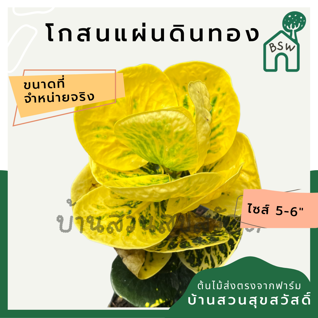 โกสนแผ่นดินทอง กระถาง 5-6 นิ้ว ต้นโกสน เป็นไม้แดด ไม้ด่างสวย ใบสีสันสดใส