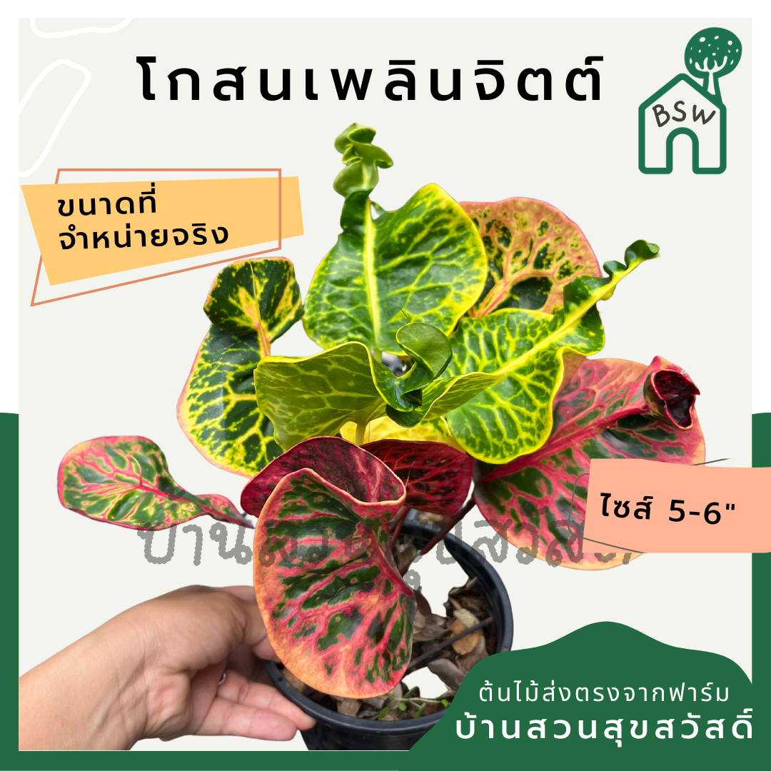 โกสนเพลินจิต กระถาง 5-6 นิ้ว ต้นโกสน เป็นไม้แดด ไม้ด่างสวย ใบสีสันสดใส