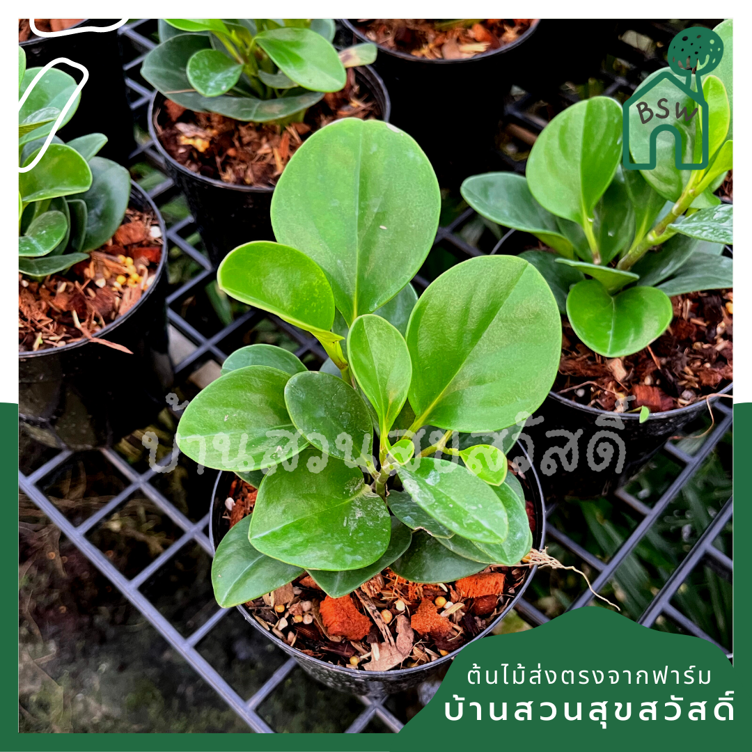 เปเปอร์หยก (Peperomia Obtusifolia) ไม้อวบน้ำในกระถาง 4 นิ้ว