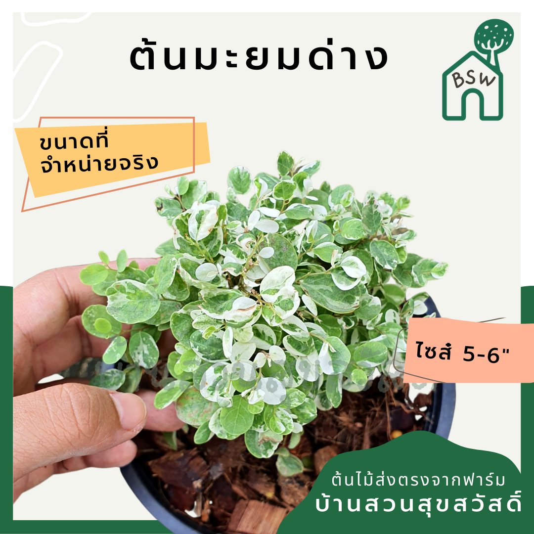 มะยมด่าง (Phyllanthus Emblica) ไม้แดดในกระถางพร้อมตั้ง