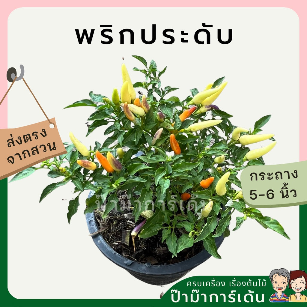 พริกประดับ สีสันสดใส ทานได้ มาในกระถางพร้อมตั้ง ไม้แดด