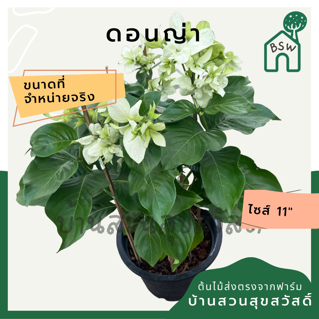ดอนญ่า (Mussaenda Philippica) ไม้ดอกสวยในกระถาง 11 นิ้ว