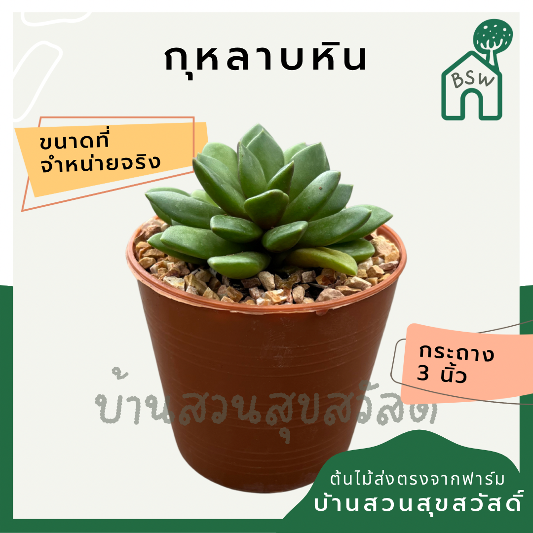 แคคตัสกุหลาบหิน (Echeveria) กระบองเพชรในกระถางพร้อมตั้ง