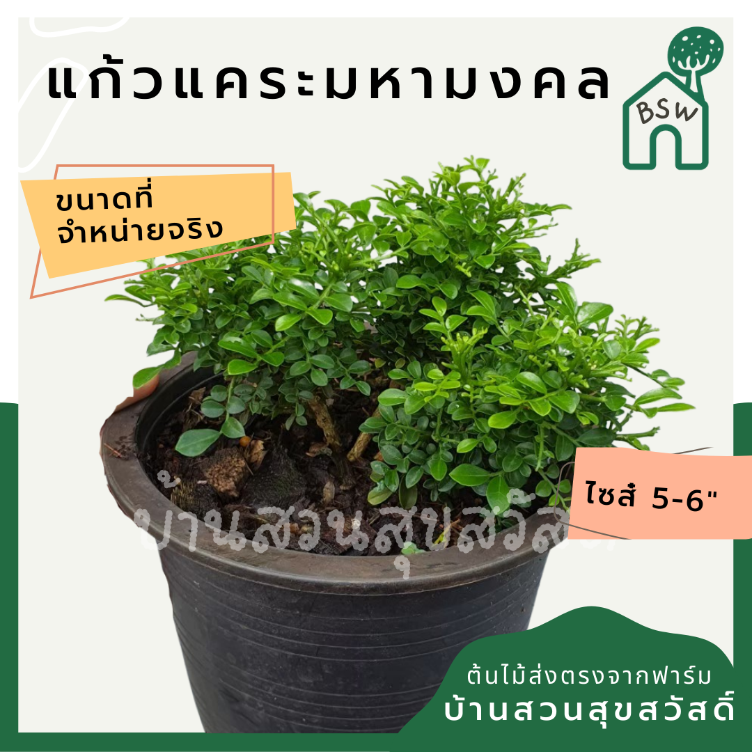 แก้วมหามงคล (Murraya Paniculata) ไม้ดอกหอมในกระถาง 5-6 นิ้ว