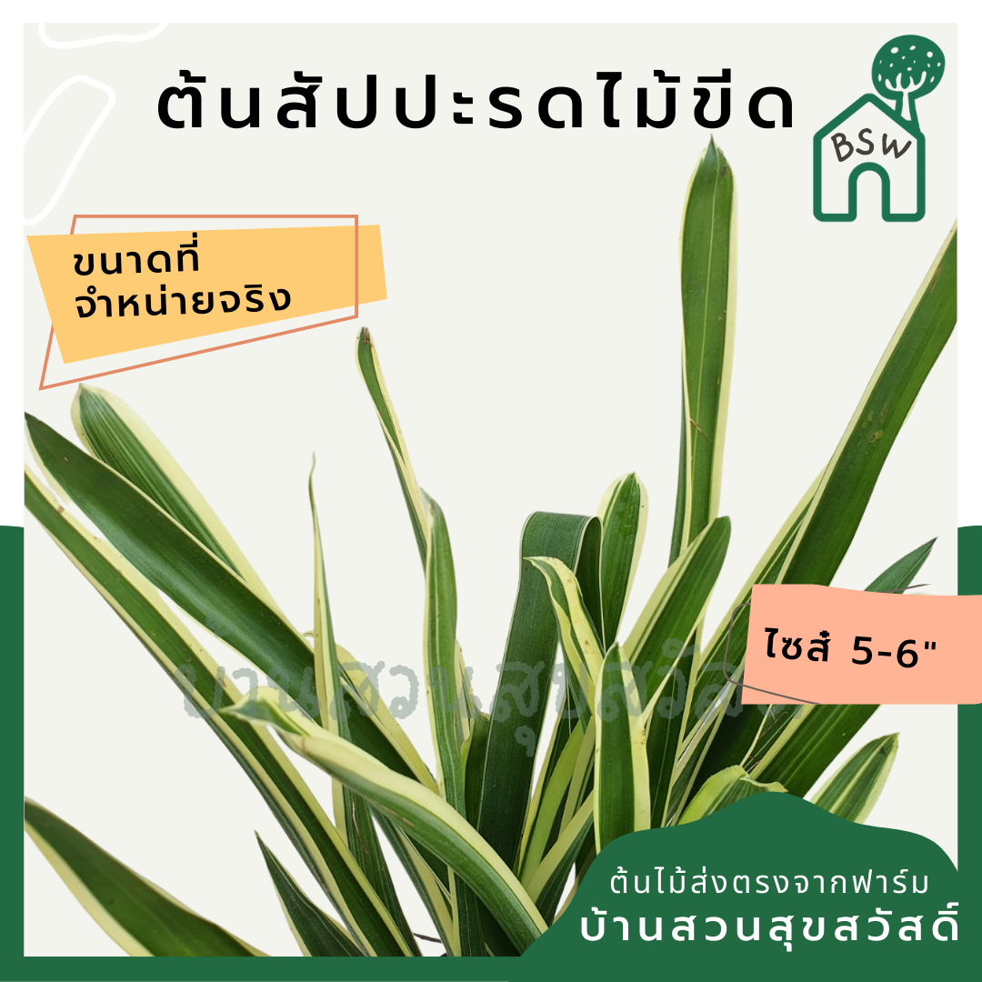 สับปะรดไม้ขีดด่าง (Aechmea Gamosepala 'Variegata') ไม้แดดในกระถางพร้อมตั้ง