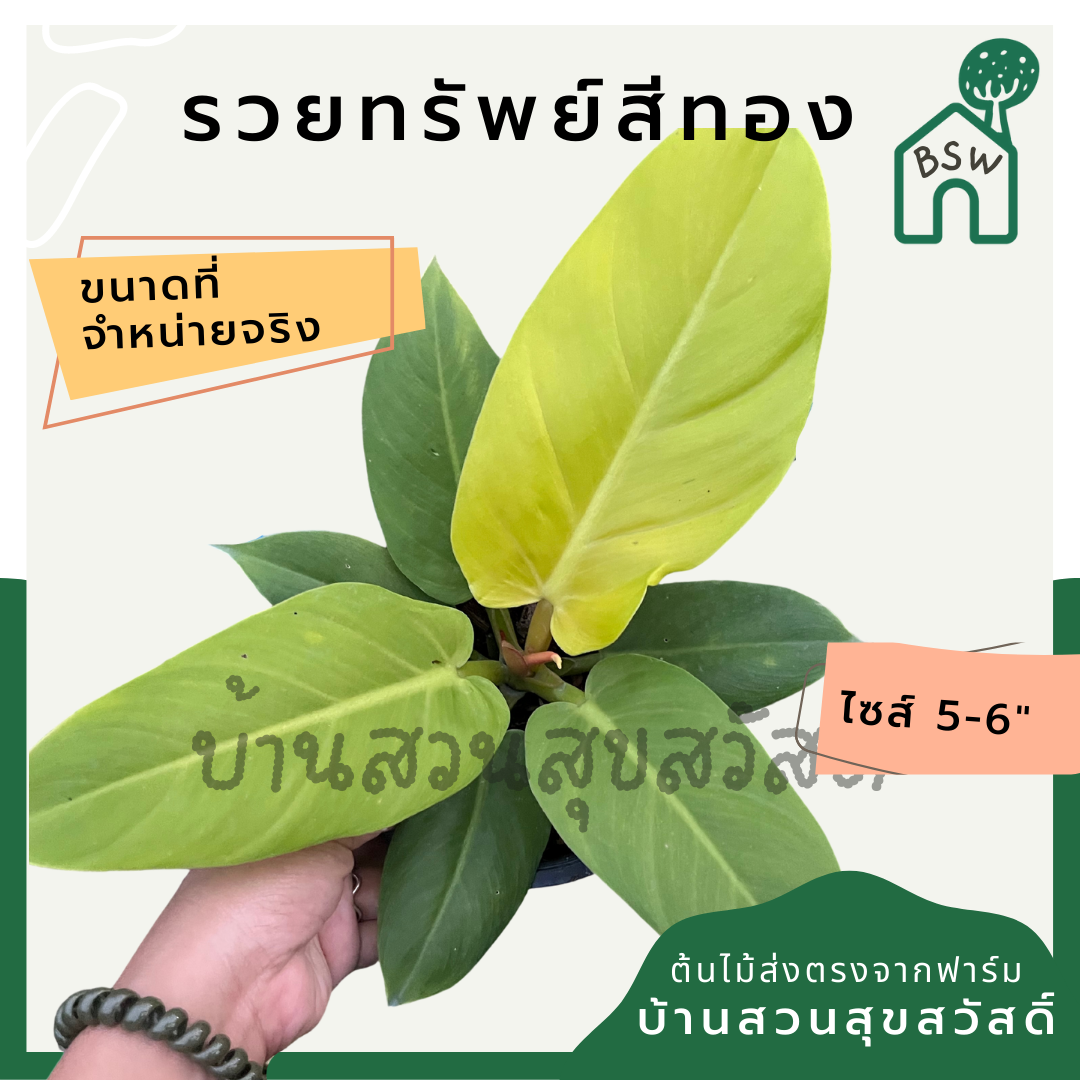 รวยทรัพย์สีทอง กระถาง 5-6 นิ้ว ฟิโลเดนดรอน philodendron ต้นรวยทรัพย์สีทอง