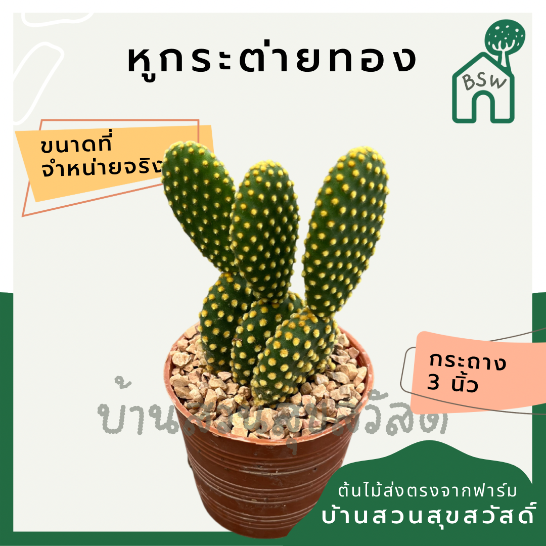แคคตัสหูกระต่ายทอง (Opuntia Microdasys) กระบองเพชรในกระถางพร้อมตั้ง