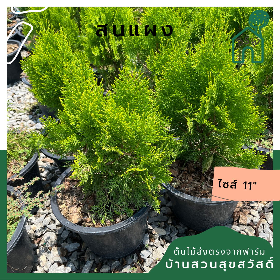 สนแผง กระถาง 11 นิ้ว ต้นสนแผง เป็นไม้แดด ไม้แต่งสวนสไตล์อังกฤษ
