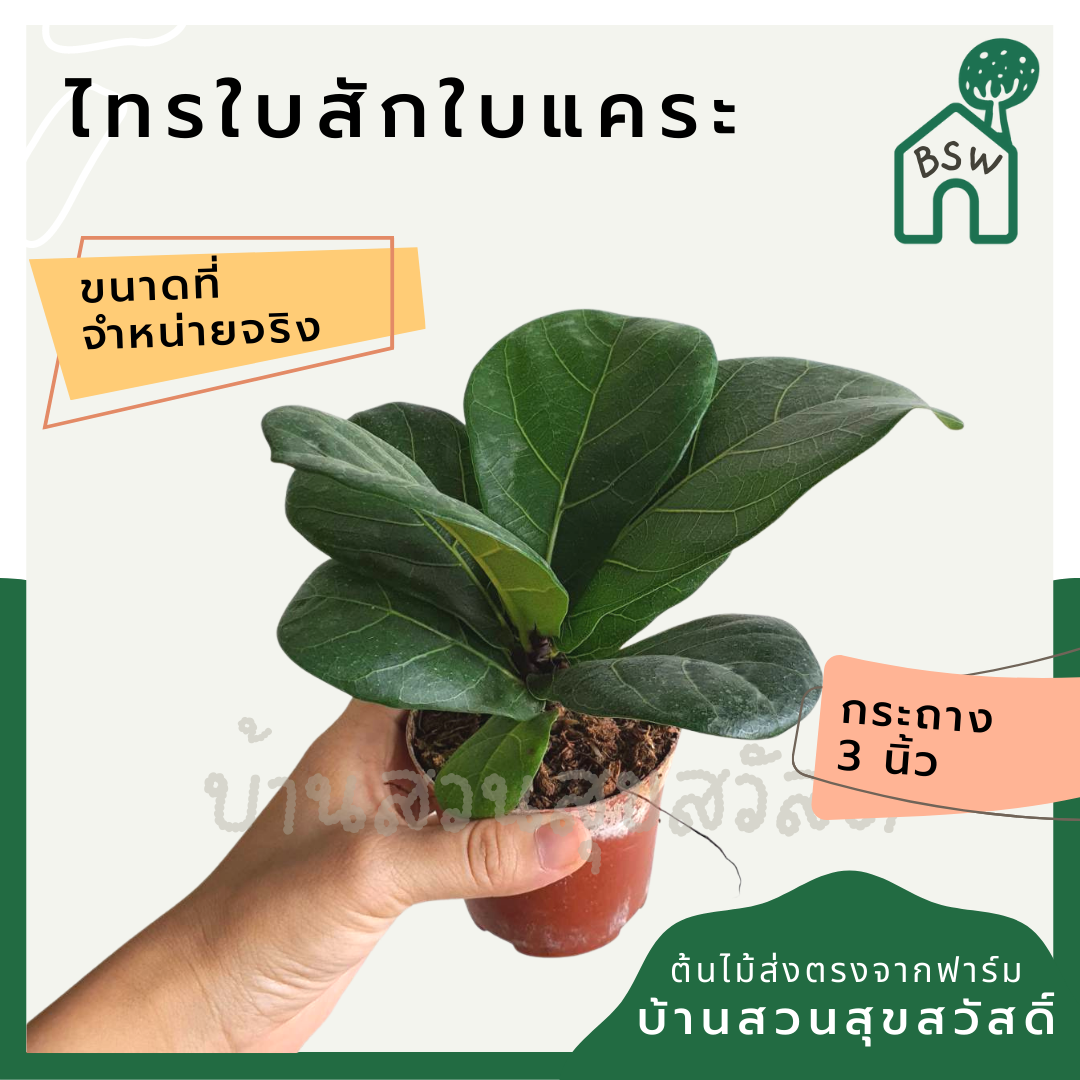 ต้นไทรใบสัก มาในกระถางพร้อมตั้ง