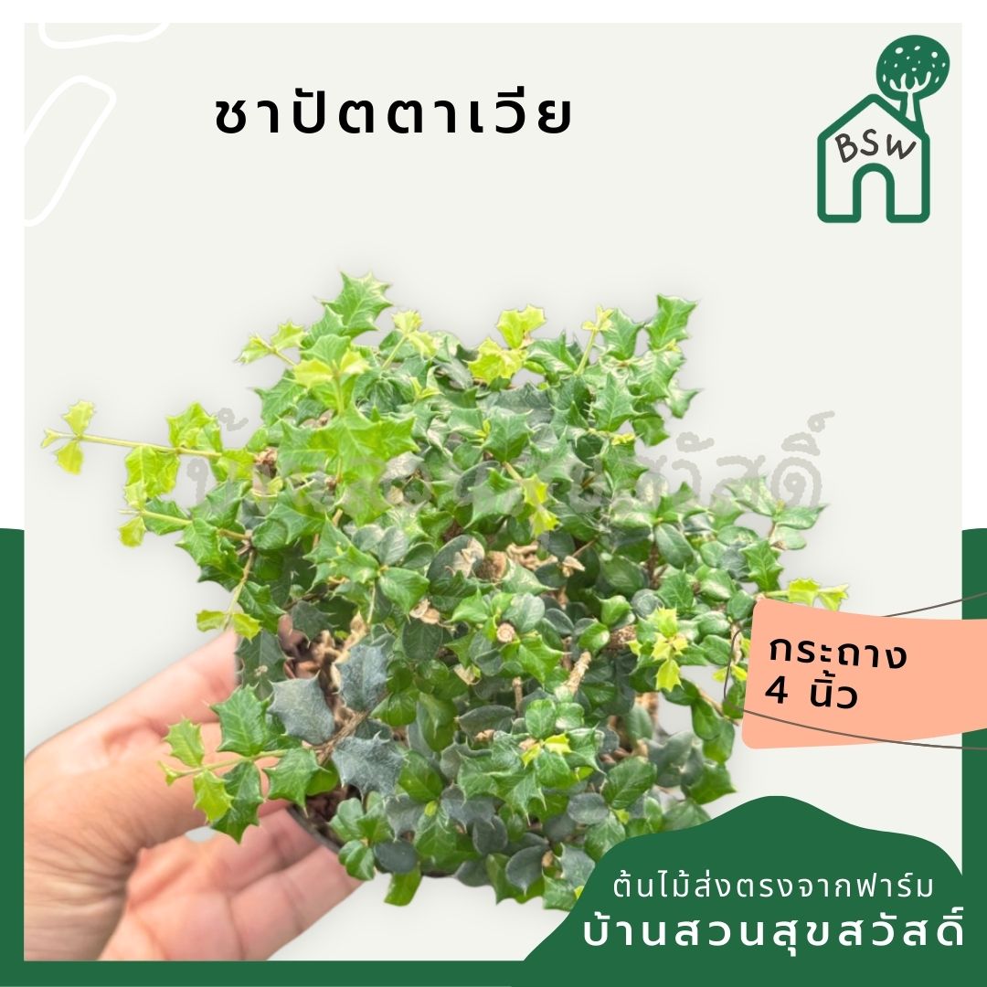 ชาปัตตาเวีย กระถาง 4 นิ้ว - Pamathegardener