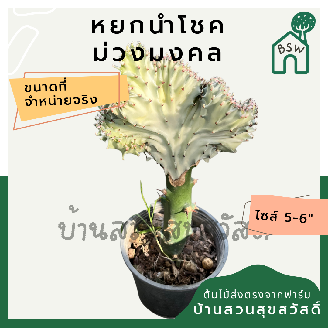 หยกสามกษัตริย์ กระถาง 6 นิ้ว เป็นไม้แดด ทนแล้งได้ดี