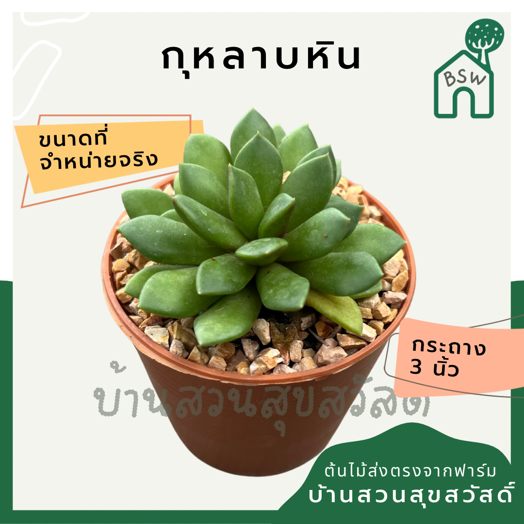 แคคตัสกุหลาบหิน (Echeveria) กระบองเพชรในกระถางพร้อมตั้ง
