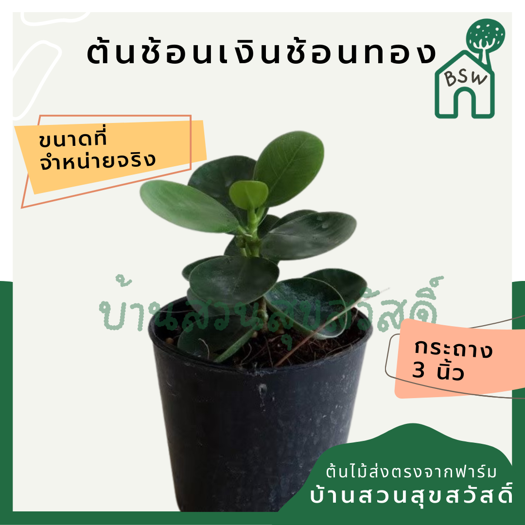 ต้นช้อนเงินช้อนทอง ในกระถางพร้อมตั้ง ต้นไม้มงคล