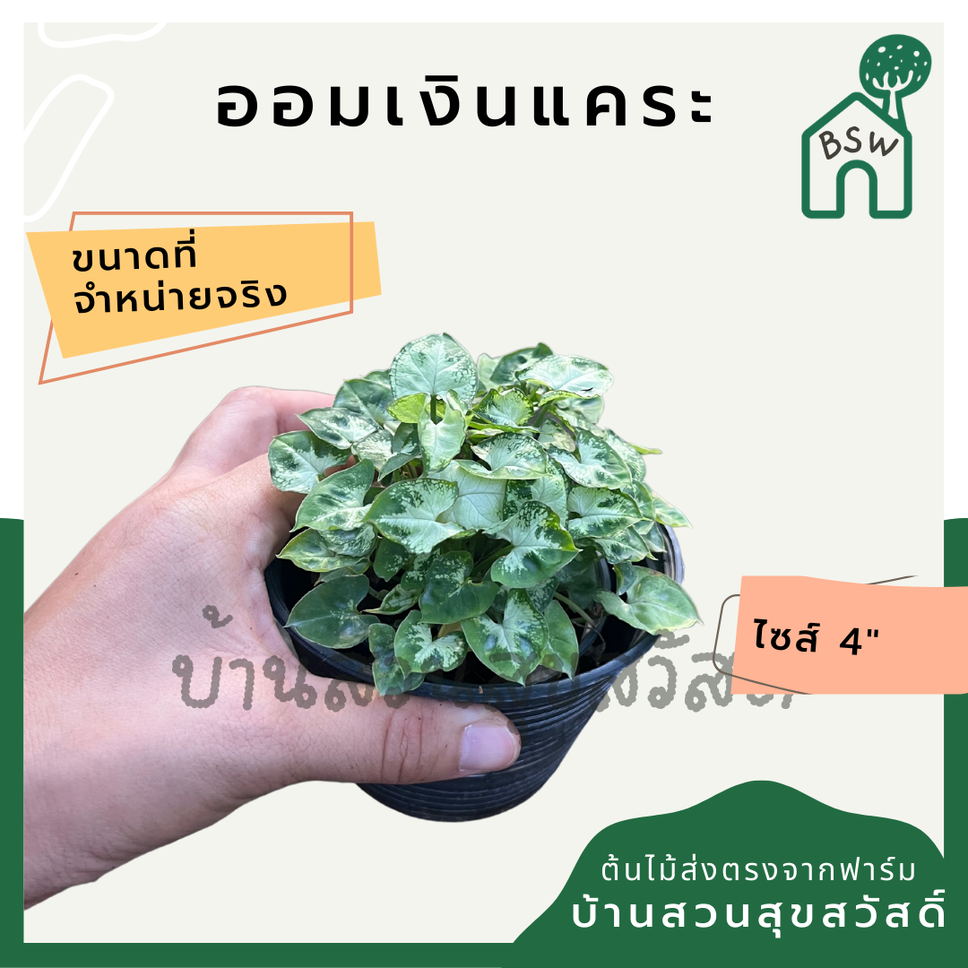 ออมแคระ (Syngonium Podophyllum 'Pixie') ไม้มงคลในกระถาง 4 นิ้ว